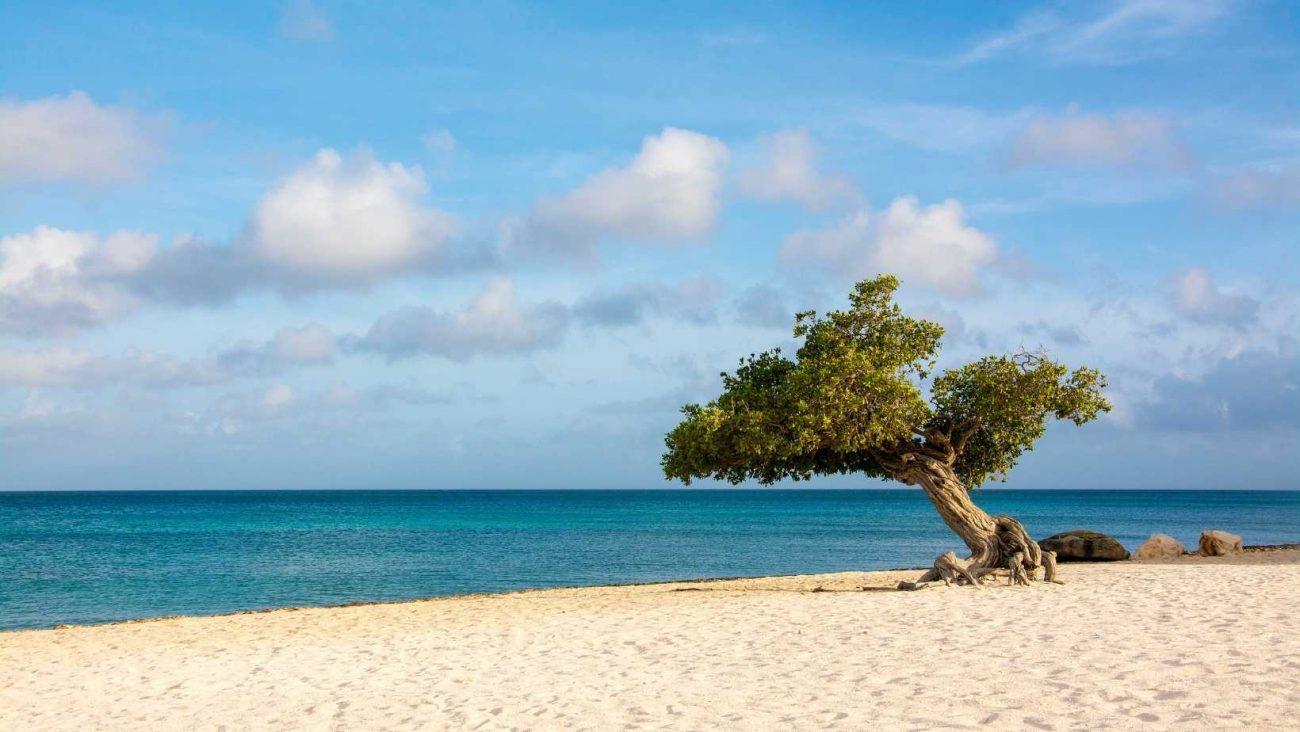 Spiaggia con albero