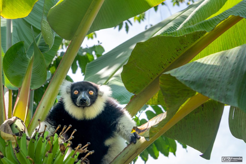 lemoue tra le palme madagascar nosy be f