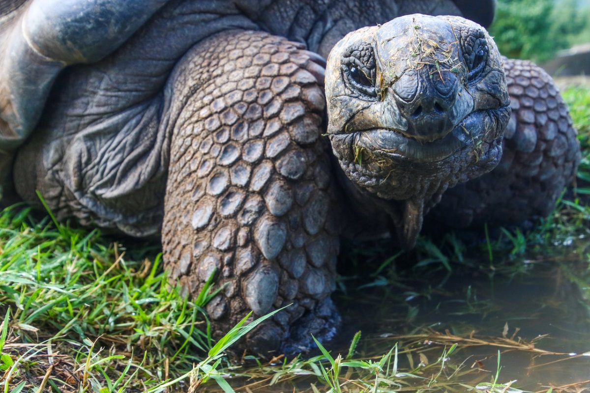 tartaruga gigante