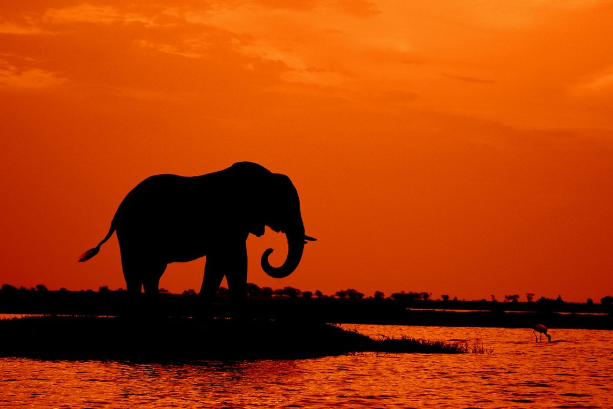 Parco Nazionale di Chobe (Botswana)