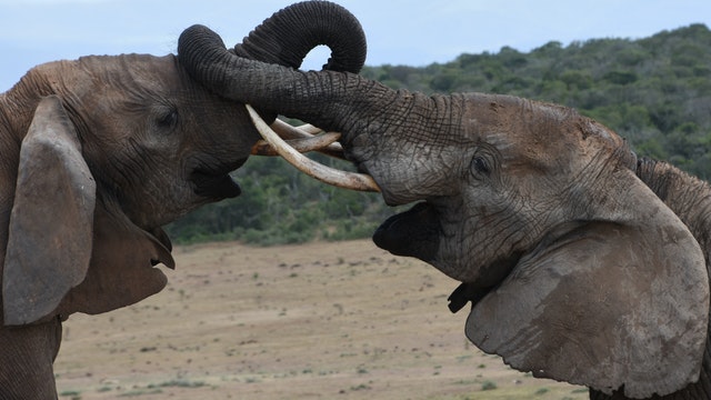 Addo Elephant National Park