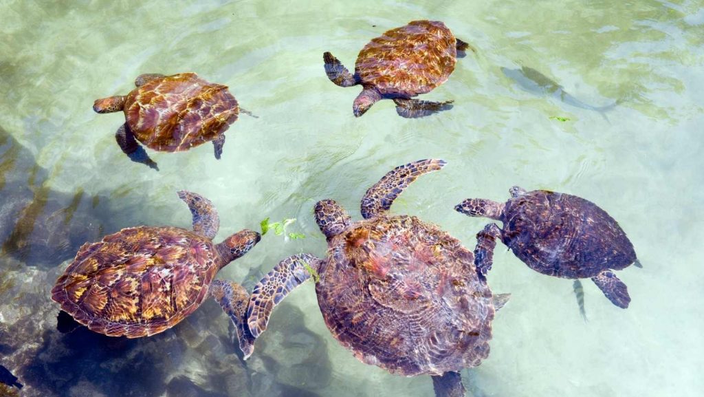 tartarughe in acqua a zanzibar