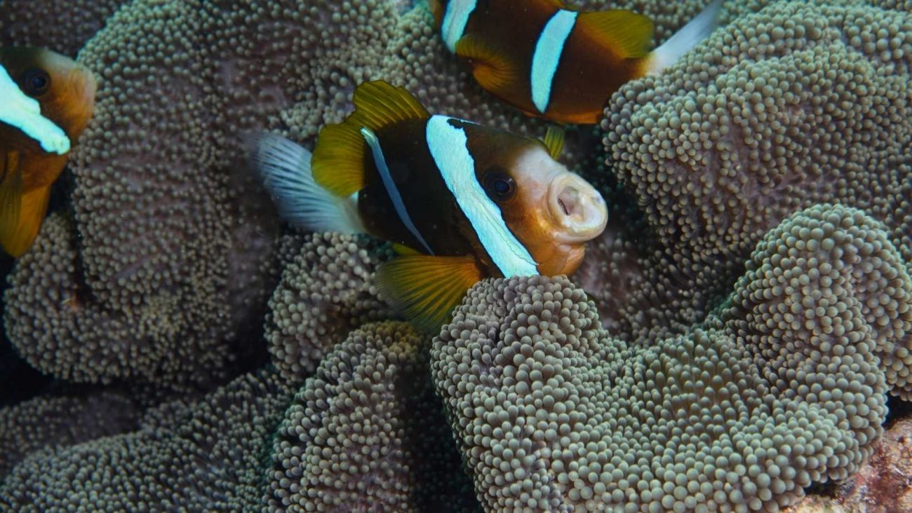 Blue Bay Marine Park (Mauritius): Area Marina Protetta, Zona Umida