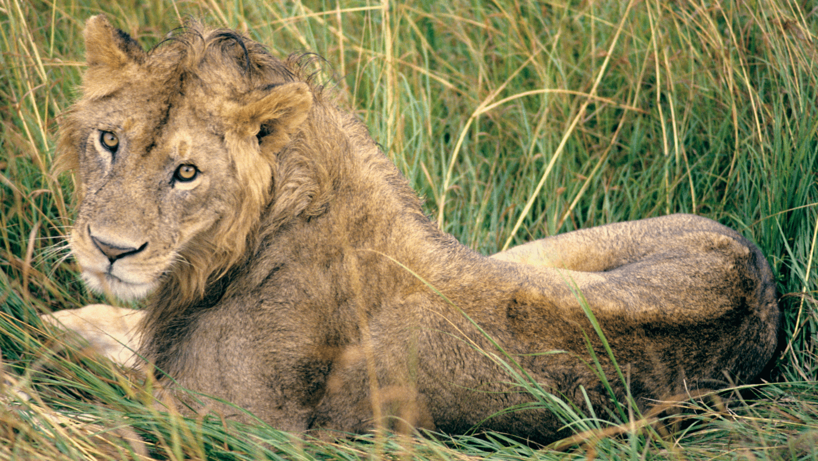 Ngorongoro Conservation Area (Tanzania): Patrimonio Umanità UNESCO