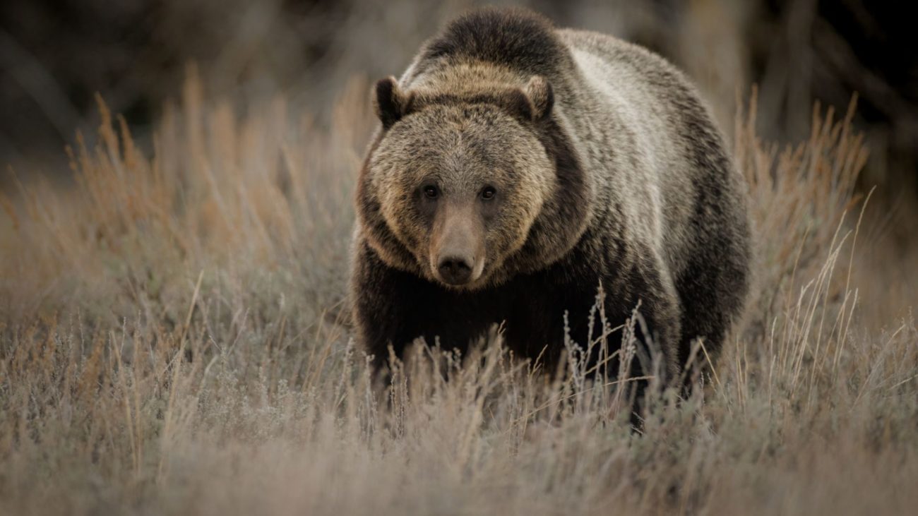 Yellowstone National Park